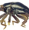 The new flightless beetle species <i>Trigonopterus chewbacca</i>.
