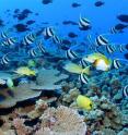 This image shows coral reef in the Northwestern Hawaiian Islands/ Papah&#257;naumoku&#257;kea Marine National Monument teeming with fishes.