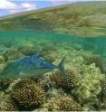 This image shows fish and coral reef in the Northwestern Hawaiian Islands/ Papah&#257;naumoku&#257;kea Marine National Monument.