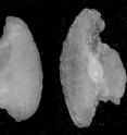 The left and right earbones of a juvenile farmed salmon. The left one is normal, and the right one is deformed. The deformed earbone is larger and more opaque.