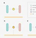 (A) Toxin-antitoxin system: bacterium produces toxins, which are harmful to itself and digestible to the other bacterial type. (B) Bacteria of one type control abundance of the other bacterial type. (A) and (B) situations have been also examined in inversed edge directions. (C) Gut produces toxins, which are harmful to one bacterial type and digestible to the other one (toxin's type is the same as in A case). (D) Gut controls abundance of bacterial species by producing toxins against one bacterial type (1 or 2). (E) Gut produces digestible substrates for bacteria of type 2.