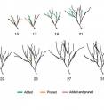 Salk scientists show how adult brains prune back branched connections of new neurons. Over a period of over a month, the Salk team kept track of each new neural branch, called a dendrite, on the growing neurons, as well as each dendrite that was pruned away. Here, the branches of one cell are shown -- new dendrites are in green, those pruned away are orange, and dendrites that both developed and were pruned away since the last snapshot are in pink.