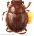 Molecular data from this dung beetle species, <i>Lepanus parapisoniae</i>, was sequenced for research that connects dung beetle evolution to dinosaurs.