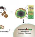 In a 3-D brain model, Zika virus activates immune receptor TLR3, which in turn inhibits brain cell development and survival, causing the organoids to shrink -- an effect reminiscent of microcephaly.