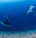 A group of hammerhead sharks swims over the sandy seafloor populated with garden eels at Darwin Island. These sharks are known for their ability to make sudden and sharp turns as the unique wide-set placement of their eyes allows them a vertical 360-degree view, which is ideal for stalking their prey.