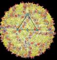 A cryo-electron microscopy image of the Zika virus structure. The triangle highlights the asymmetric unit of the virus.