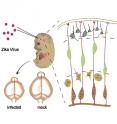 This visual abstract of a <em>Cell Stem Cell </em>study by Li, Xu, and colleagues shows that ZIKV replicates efficiently in the mouse embryonic brain by mainly
targeting neural progenitor cells. They also show that infected brains are smaller with enlarged ventricles and a thinner cortex, consistent with a microcephalic phenotype.