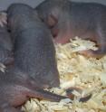 Young mice in a communal nest.