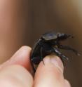 This is a close up of a dung beetle.