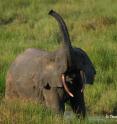 A forest elephant in a Central African bai (or forest clearing) is shown. Future conservation plans for the lesser known cousin of the African savannah elephant, they say, must include strategies that consider changes to elephant social structure, habitat integrity, and pressure from growing human populations.