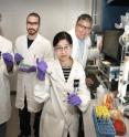 The research team, left to right are: Brookhaven Lab research collaborator David Szalda, Baruch College; David Shaffer, Yan Xie, and Javier Concepcion, Brookhaven Lab. Not pictured are: Anna Lewandowska-Andralojc, Adam Mickiewicz University.