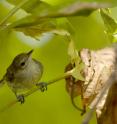 Seychelles warbler.