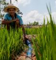 In Vietnam, alternate wetting and drying in irrigated rice is helping farmers use less water, and lower emissions, without compromising yields.