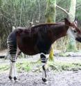 The okapi's gene sequences are very similar to the giraffe's because the okapi and the giraffe diverged from a common ancestor only 11-to-12 million years ago -- relatively recently on an evolution timescale. In spite of this close relationship, the okapi looks more like a zebra and it lacks the giraffe's imposing height and impressive cardiovascular capabilities. For these two reasons, the genome sequence of the okapi provides a powerful screen that a research team led by Douglas R. Cavener of Penn State University and Morris Agaba of Nelson Mandela African Institute for Science and Technology has used to identify some of the giraffe's unique genetic changes.