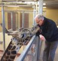 This is research author Doug Cavener with an adult male Masai giraffe at the Nashville Zoo, Nashville, TN, USA.