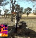 Hornbills in the Kalahari desert may keep cool by losing heat through their beaks