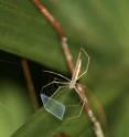 The net-casting spider is shown holding the band of wooly silk that it uses to engulf and capture prey. UNL doctoral student Jay Stafstrom spent two months in a Florida state park observing the spider's hunting behavior.