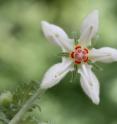 This is a picture of the rock nettle <i>Blumenbachia insignis</i> in the Botanical Gardens of Bonn University.