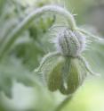 <i>Blumenbachia insignis</i>. Note the long, mineralized stinging trichomes, especially on the young fruit, but also on the perianth.