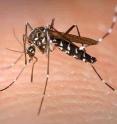 This is an <i>Aedes albopictus</i> female mosquito obtaining a blood meal from a human host. Under experimental conditions the <i>Aedes albopictus</i> mosquito, also known as the Asian tiger mosquito, has been found to be a vector of West Nile virus. Aedes is a genus of the Culicine family of mosquitos.