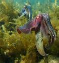 This is a photograph of giant Australian cuttlefish (<i>Sepia apama</i>), Spencer Gulf, South Australia.