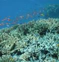 A coral reef in Komodo National Park in Eastern Indonesia