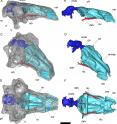 This is a volume-rendered CT-based reconstruction of the skull of the nodosaur dinosaur <i>PawPawsaurus</i>, from the first-ever CT scans of the <i>PawPawsaurus</i> skull. The bone is rendered semitransparent to show the endocranial cavity in dark blue and the nasal cavities in light blue.