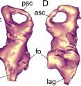 This is a reconstruction of the left inner ear of <i>PawPawsaurus</i> from the first-ever CT scans of the <i>PawPawsaurus</i> skull.