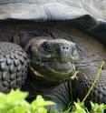 The new species was named in honor of a park ranger known as "Don Fausto," who worked 43 years to conserve the giant tortoises of Galapagos.