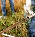 Students collect soil samples after flooding of the Rio Grande floodplain to determine triclosan levels in soils.