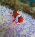 Clownfish, the star of Disney's "Finding Nemo" and the upcoming sequel, are at risk because of the increase bleaching of their homes, sea anemones. The uptick is due to a rise in ocean temperatures.