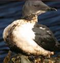 This is an Oiled Thick-billed Murre, Cripple Cove (near Cape Race), Newfoundland November 28, 2004.