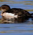 This is an Oiled Thick-billed Murre, Cripple Cove, Nfld, Nov. 28 2004