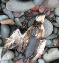 This is an Oiled Common Murre, Cape Shore Newfoundland 4 December 2004.