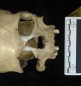 The complete mitogenome of Pestera Muierii woman has been retrieved.