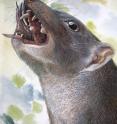 This is a reconstruction of the 15 million year old Malleodectes from Riversleigh chomping down on what appears to have been its favourite food -- snails. The massive, shell-cracking premolar tooth is clearly visible in the open mouth.