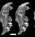 These are maxilla of the young malleodectid -- a snail-eating marsupial -- found in the fossil cave deposit at Riversleigh. Because this is a juvenile, the massive premolar is still unerupted below the tooth row.