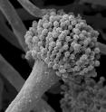 This is a conidiophore of the fungus <i>Aspergillus fumigatus</i>. The fungus produces Fumisoquine in a way similar to plants.