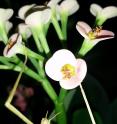 Vietnamese stick insect <I>Ramulus artemis</I>: the insect belongs to one of six stick insect species in which the researchers isolated pectinase genes.