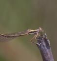 <i>Hemiphlebia mirabilis</i> is a rare species in every sense: it is the most primitive dragonfly known to man, it has unique reproductive behaviors and was believed to be extinct in the '70s.