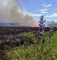 A blue wild indigo flower is rooted at the edge of an annual prescribed burn on Kansas State University's Konza Prairie Biological Station, where ecologists are advising an increase in burning.
