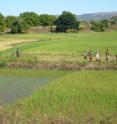 Crops growing in Madagascar.