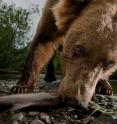 An Alaskan brown bear enjoys a salmon meal.