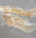 The female genital structure of <em>Ilomantis ginsburgae</em> was analyzed to describe the leaf-dwelling praying mantis as a new species. Scientists from The Cleveland Museum of Natural History published the first formal study to use female genital structures to delimit a new species of praying mantis in the journal <i>Insect Systematics & Evolution</i>.
