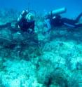 Data from three years of experiments on reefs in the Florida Keys suggests that widespread coral deaths, including an ongoing global coral bleaching, are being caused by a combination of multiple local stressors and global warming. (Photo by A.M.S. Correa/Rice University)