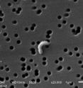 <i>Pelagibacterales sp.</i> strain LSUCC0261 is a member of the SAR11 clade, a common group of microbes that have been previously challenging to cultivate.