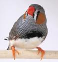 A zebra finch.