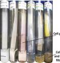 Researchers tried to grow different strains of <I>Streptomyces</I> bacteria on dead plant material (in this case, filter paper). Successful cellulose processing strains tapped special genes to produce enzymes that break down cellulose.