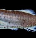 A preserved specimen of the Blue Lanternfish (<i>Tarletonbeania</i>) with bioluminescent photophores.