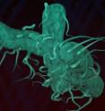 Non-typhoidal <I>Salmonella</I> causes widespread illness in America and around the globe, producing symptoms of food borne illness, including gastroenteritis. A particular strain in sub-Saharan Africa known as ST313 however is the cause of (often fatal) blood infections. Both types of Salmonella respond to fluid shear forces, though they do so in different ways, as the new study shows.